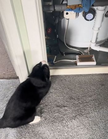 ▲。（圖／翻攝自TikTok／@sirarthurmeows）