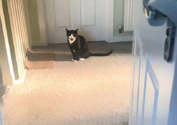 ▲。（圖／翻攝自TikTok／@sirarthurmeows）