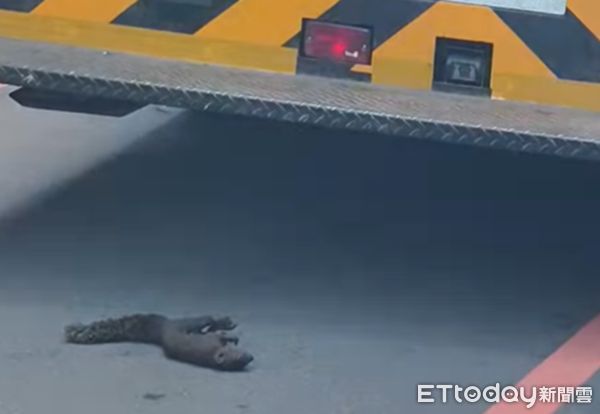 ▲掉落地面的松鼠已成焦屍。（圖／莊金泉里長提供）