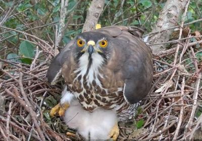 畢業啦！鳳頭雙寶「金華、火腿」平安長大　母校特製證書獻祝福