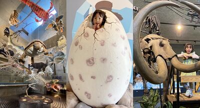 全台首座「化石主題博物館」在台南！