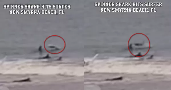 海中衝浪鯊魚突然「飛在空中」衝過來　男被撞頭嚇：張嘴我就完了。（圖／翻攝自Instagram／dj_kaye_）