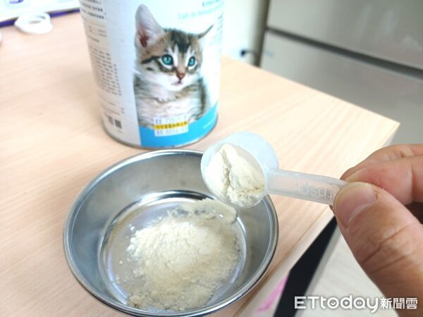 奶貓奶狗潮。（圖／新北市動保處提供）