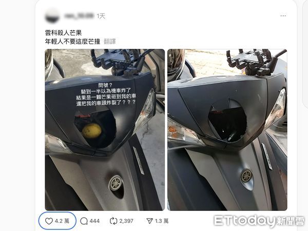 ▲雲科大旁龍潭路，芒果樹垂掛枝頭，遠看療癒，近看殺傷力十足。（圖／記者游瓊華翻攝）