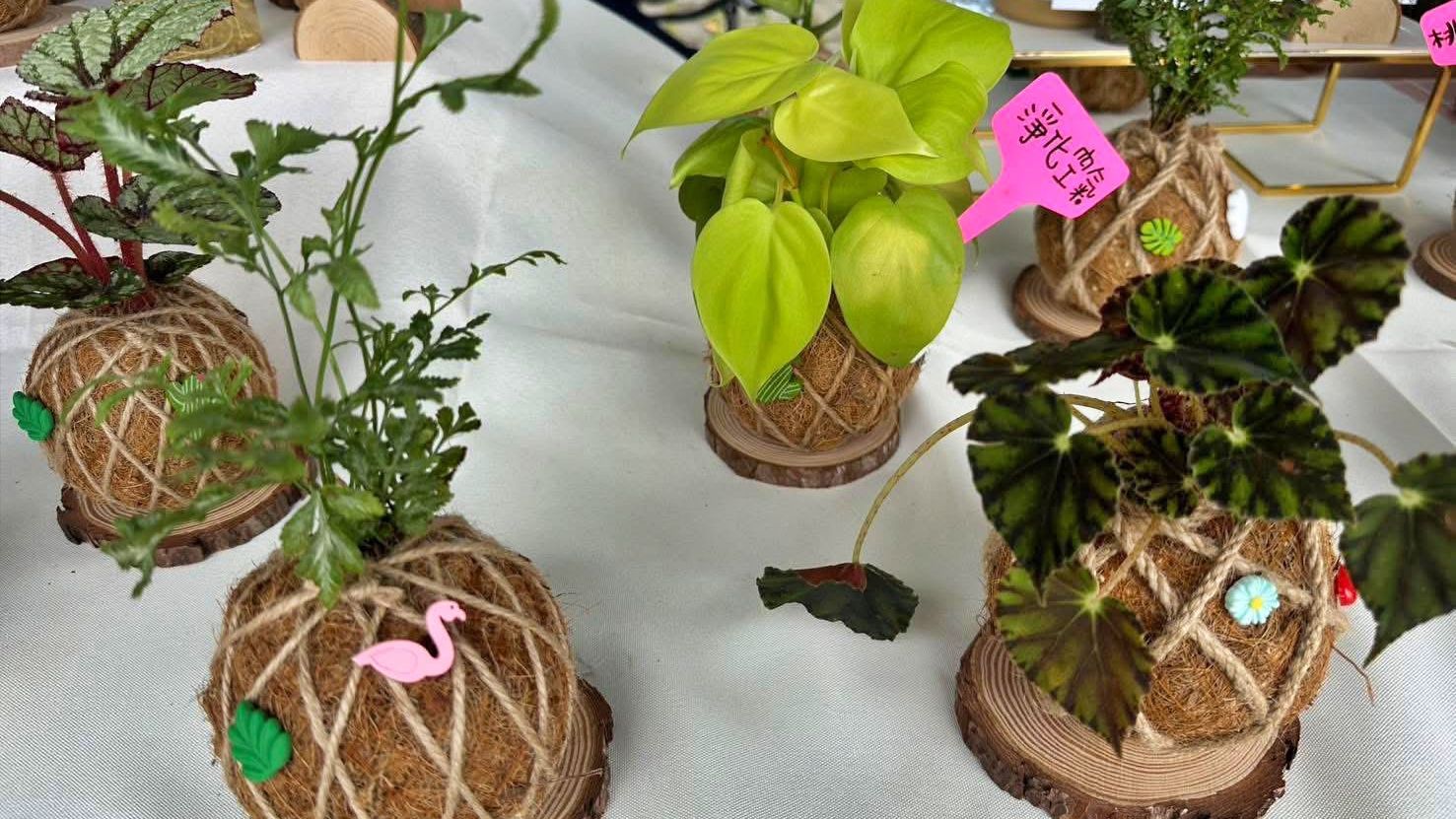 ▲新北「植愈蒔光節」42攤綠植療癒身心。（圖／新北市農業局提供）