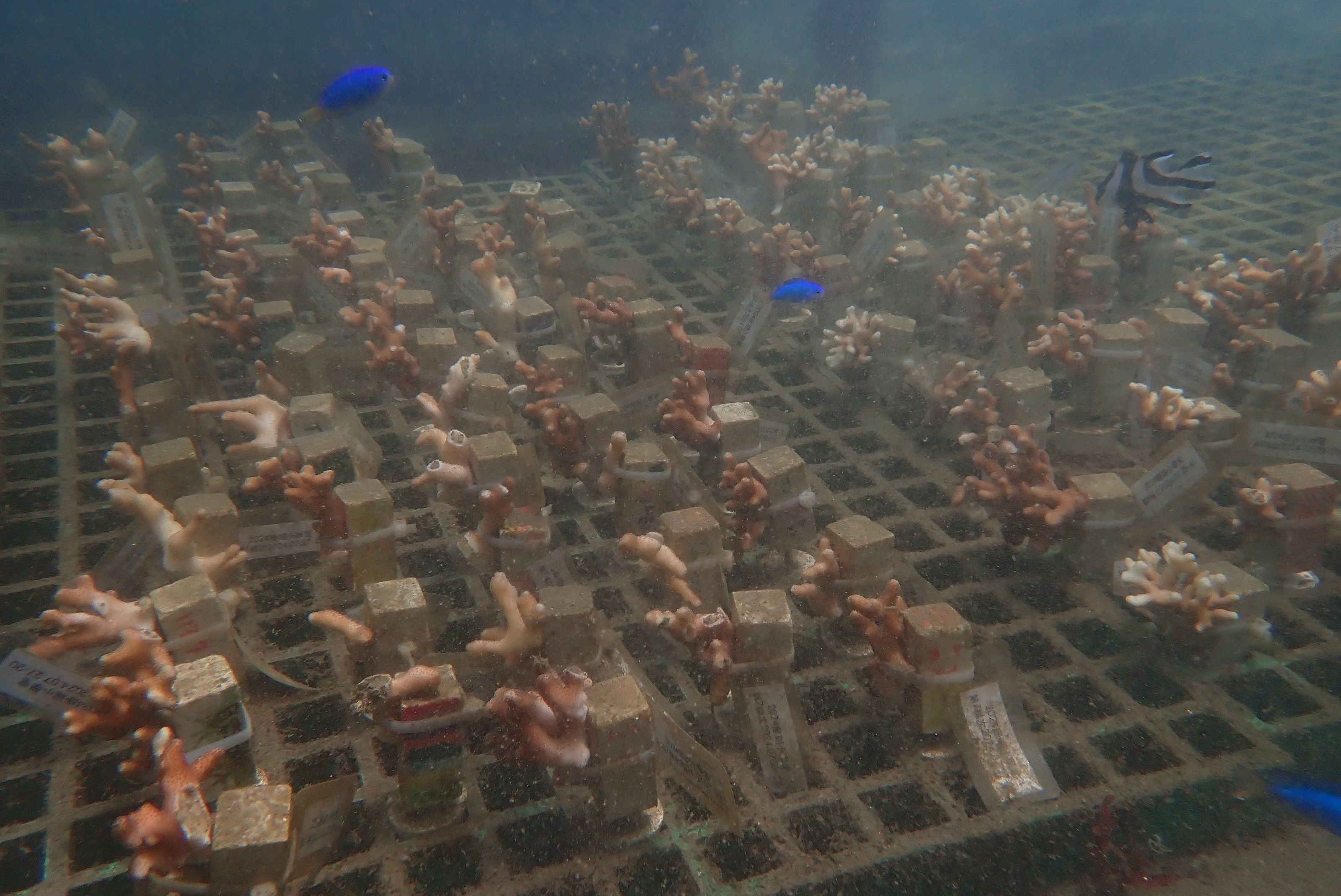 ▲新北海洋永續三策略。（圖／新北市農業局提供）