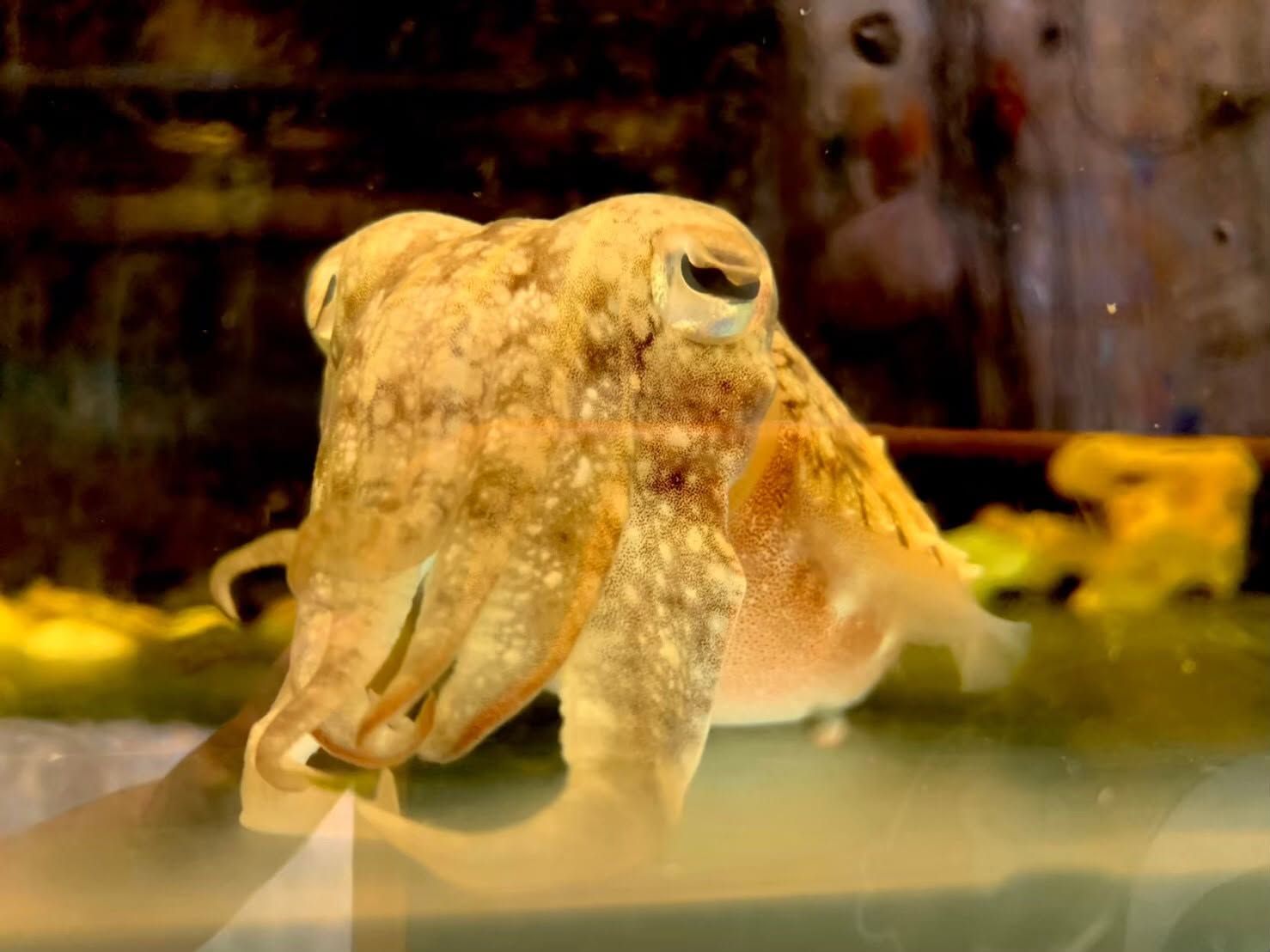 ▲清大徵人照顧花枝寶寶，掀起熱議。（圖／翻攝自Facebook／國立清華大學）