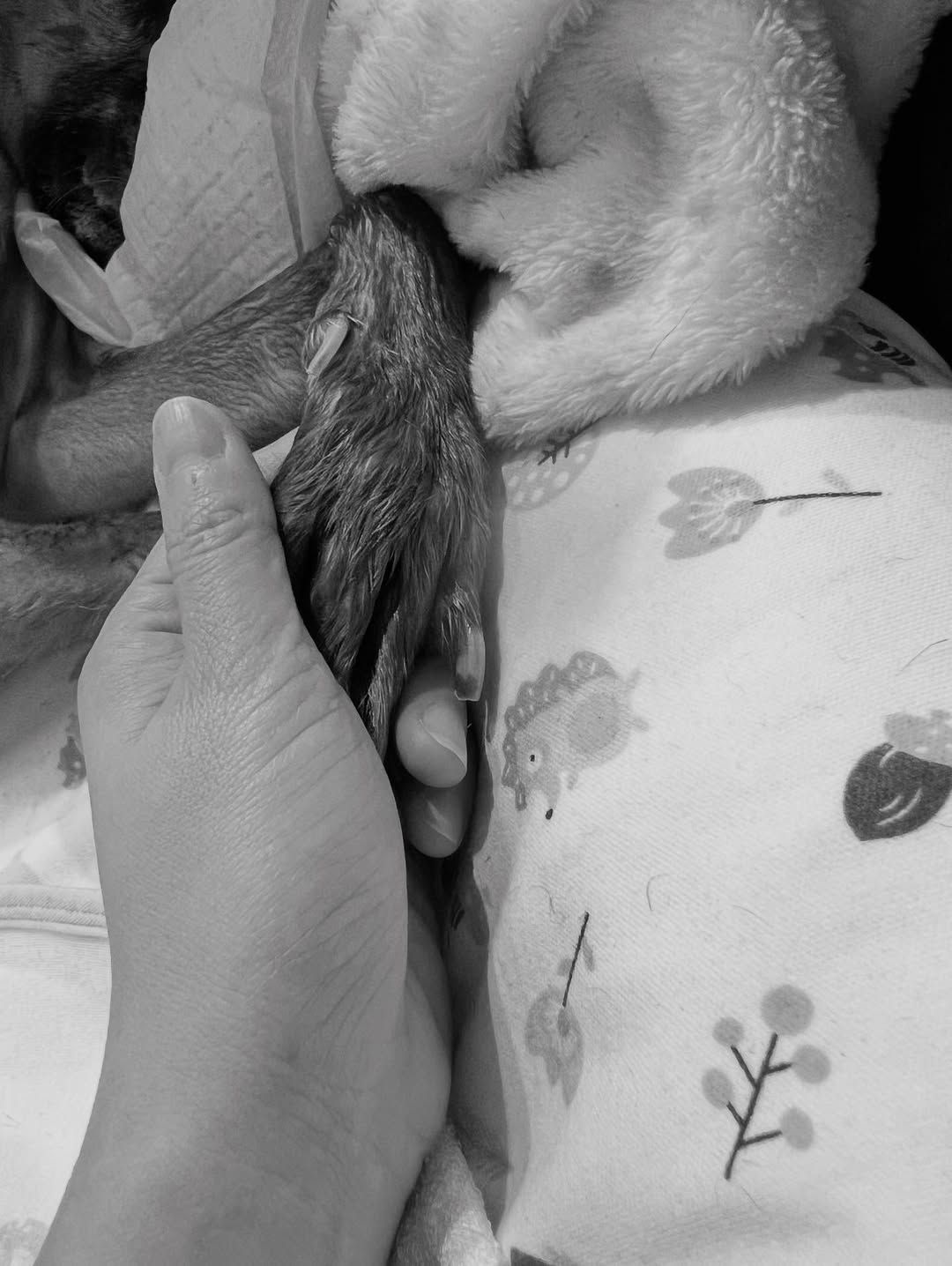 ▲▼米可白愛犬錢錢離世！她忍淚吻別曝最後相處時光。（圖／翻攝自Facebook／米可白）