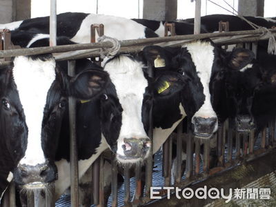 「牛流行熱」疫情蠢動！嚴重恐奪命　高市府啟動疫苗補助