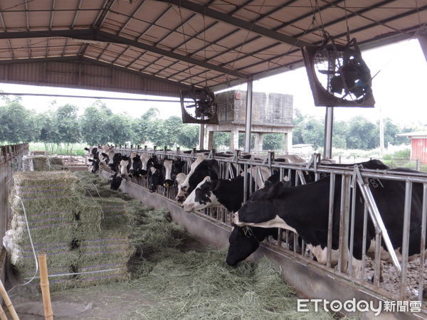 ▲▼「牛流行熱」疫情再起恐奪命！高雄啟動牛隻疫苗補助。（圖／記者賴文萱翻攝）