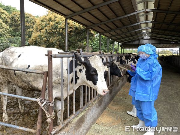 ▲▼「牛流行熱」疫情再起恐奪命！高雄啟動牛隻疫苗補助。（圖／記者賴文萱翻攝）