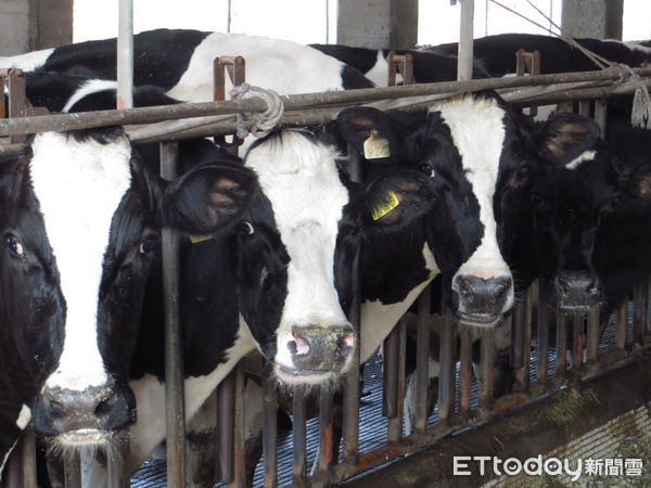 ▲▼「牛流行熱」疫情再起恐奪命！高雄啟動牛隻疫苗補助。（圖／記者賴文萱翻攝）