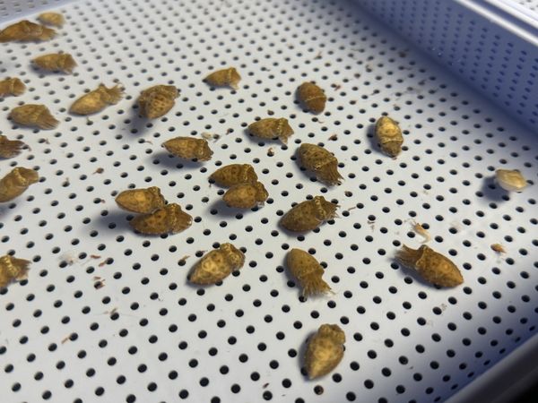 ▲清大徵人照顧花枝寶寶，掀起熱議。（圖／翻攝自Facebook／國立清華大學）