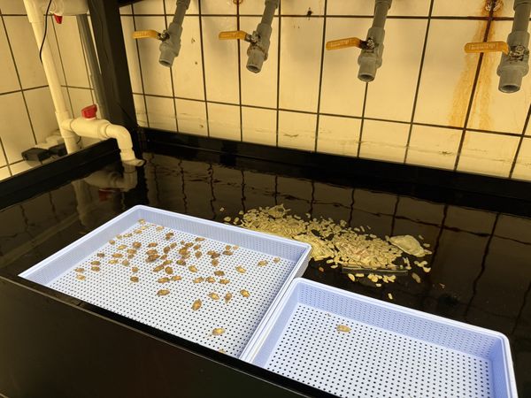 ▲清大徵人照顧花枝寶寶，掀起熱議。（圖／翻攝自Facebook／國立清華大學）