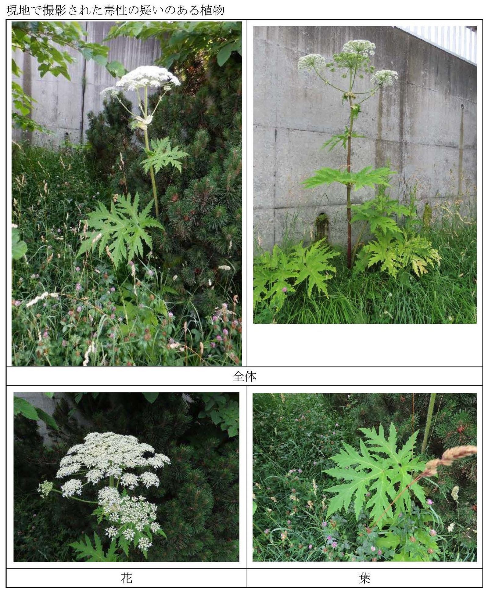 小心毀容！北海道又見「世界最危險植物」多達40株　緊急擴大巡查