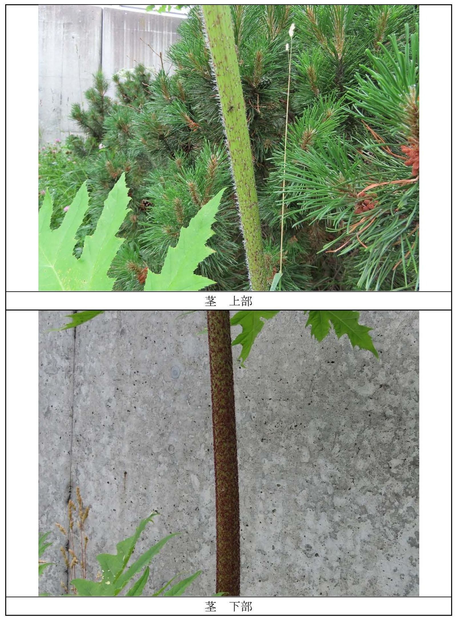 小心毀容！北海道又見「世界最危險植物」多達40株　緊急擴大巡查