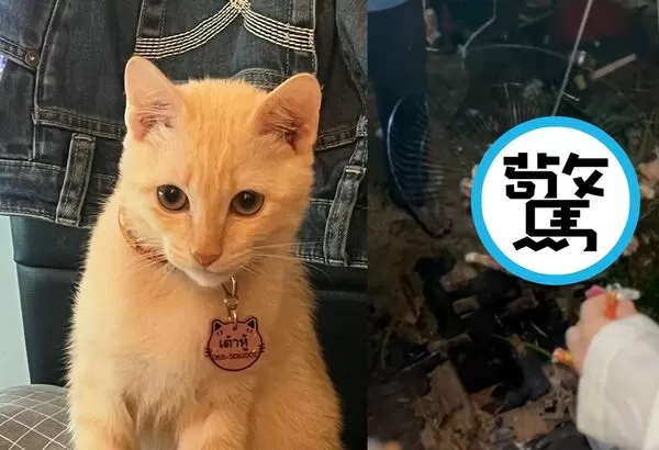 1名泰女指控遊民將她遭流浪狗咬死的寵物貓帶走後烤來吃，甚至索取200泰銖作為贖回貓屍的費用。（翻攝畫面）