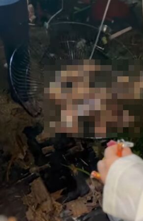 飼主心碎！愛貓遭野狗咬死　遊民撿來烤食還討價「贖屍」