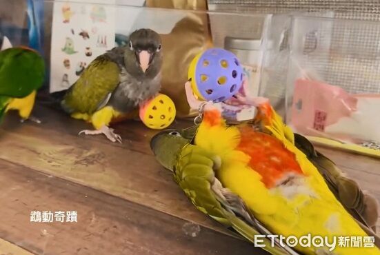 ▲。（圖／有點毛毛的/黃宣提供）