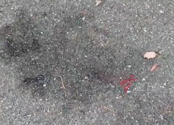 ▲▼男子在幼兒園門口虐殺4隻浪貓。（圖／翻攝自微博）