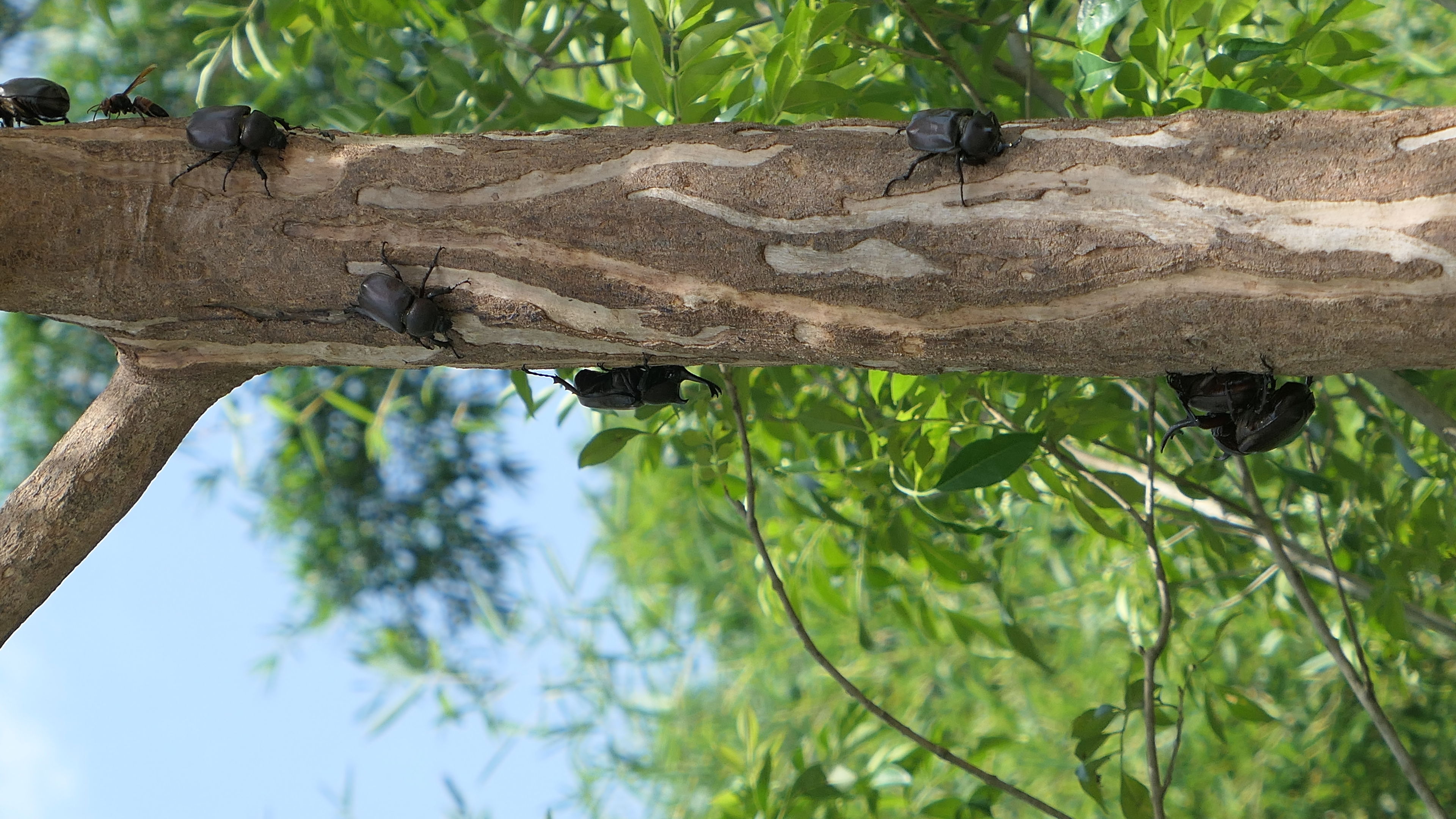 ▲苗栗市獨角仙復育基地驚傳遭民眾濫捕，市公所呼籲愛牠不要捉牠，留給下一代正面的生態教育。（圖／記者楊永盛攝）
