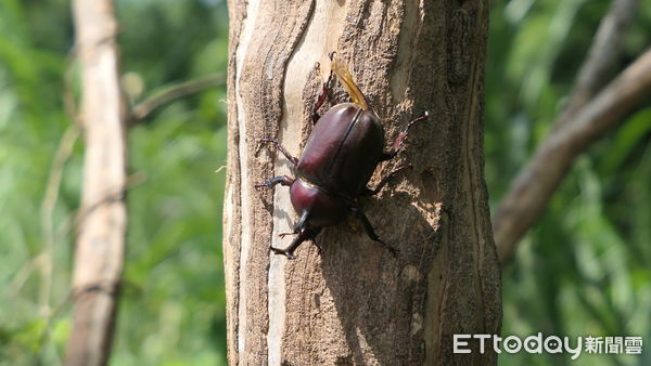 ▲苗栗市獨角仙復育基地驚傳遭民眾濫捕，市公所呼籲愛牠不要捉牠，留給下一代正面的生態教育。（圖／記者楊永盛攝）