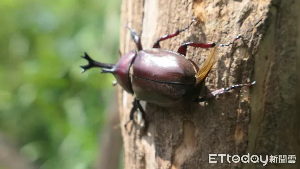 ▲苗栗市獨角仙復育基地驚傳遭民眾濫捕，市公所呼籲愛牠不要捉牠，留給下一代正面的生態教育。（圖／記者楊永盛攝）