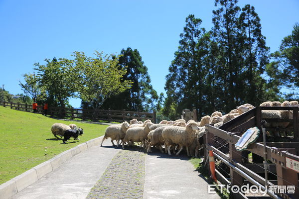 ▲清境牧羊犬氣球亮相命名出爐，反詐宣導、有獎徵答與住宿抽獎同步登場，遊客熱情參與夏日同樂會。（圖／清境農場提供）