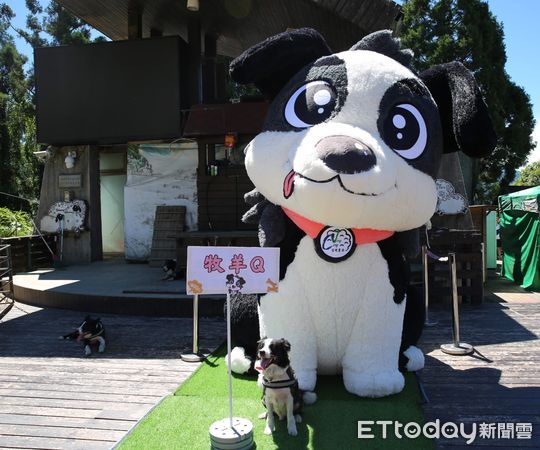 ▲清境牧羊犬氣球亮相命名出爐。（圖／清境農場提供，下同）