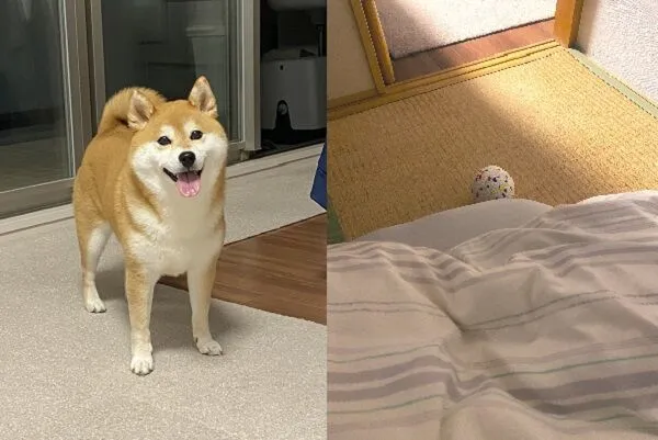 ▲。（圖／翻攝自X／@ohirune190303）