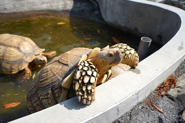 ▲▼三隻小豬觀光農場。（圖／部落客紫色微笑＊饗樂生活授權提供）