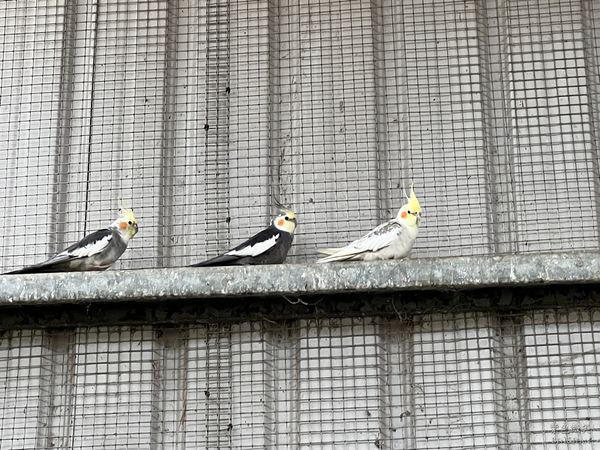 ▲▼三隻小豬觀光農場。（圖／部落客紫色微笑＊饗樂生活授權提供）