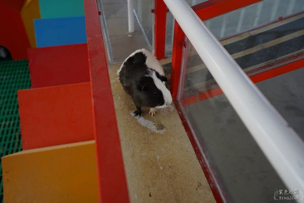 ▲▼三隻小豬觀光農場。（圖／部落客紫色微笑＊饗樂生活授權提供）