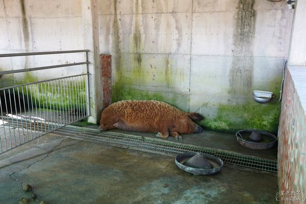 ▲▼三隻小豬觀光農場。（圖／部落客紫色微笑＊饗樂生活授權提供）