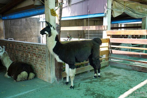 ▲▼三隻小豬觀光農場。（圖／部落客紫色微笑＊饗樂生活授權提供）
