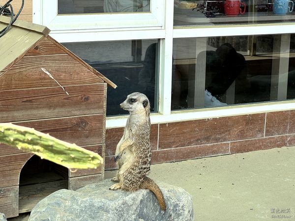 ▲▼三隻小豬觀光農場。（圖／部落客紫色微笑＊饗樂生活授權提供）