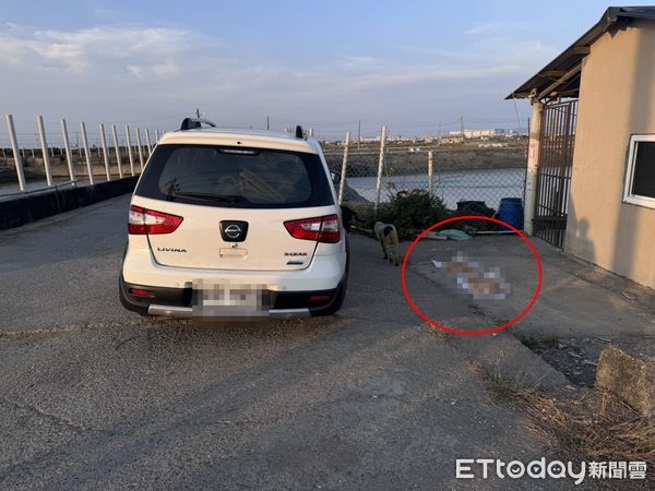 ▲▼            高雄鑽石沙灘附近經常有愛媽拿雞頭餵食流浪狗 。（圖／民眾提供，下同）