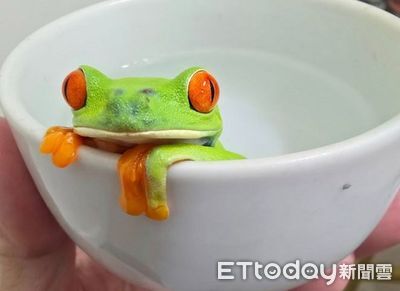 紅眼樹蛙「老人坐姿」茶杯泡湯　網友驚呼：好像玩具