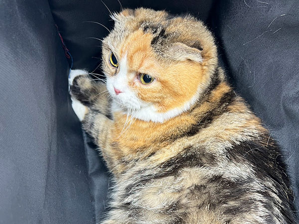 貓咪園寶骨刺。（圖／慈愛動物醫院提供）