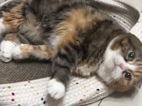 貓咪園寶骨刺。（圖／慈愛動物醫院提供）