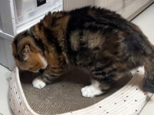 貓咪園寶骨刺。（圖／慈愛動物醫院提供）