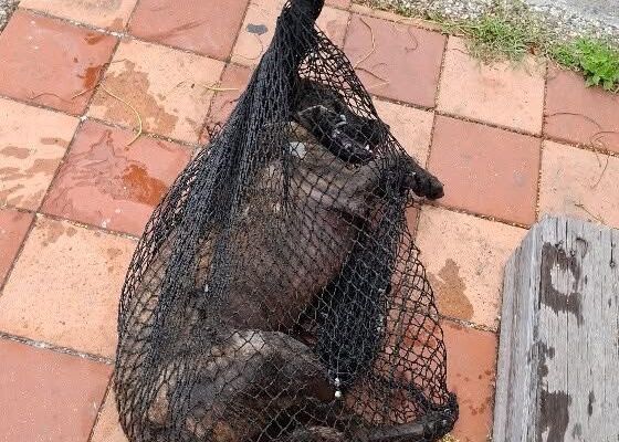 ▲▼            抓到6月25日咬傷耳朵的浪浪。（圖／翻攝自臉書永安大小事）