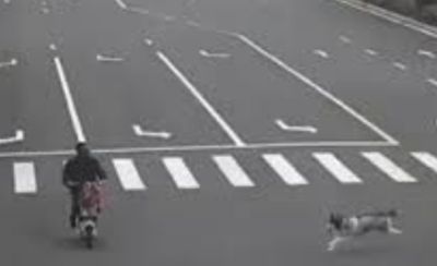 流浪犬追逐害摔車！陸判「餵養人士」全責賠償25萬元
