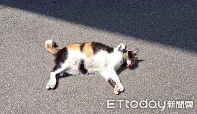襪子綁嘴踢飛路上「不給食物」三花貓慘被虐死　變態男大生判3月