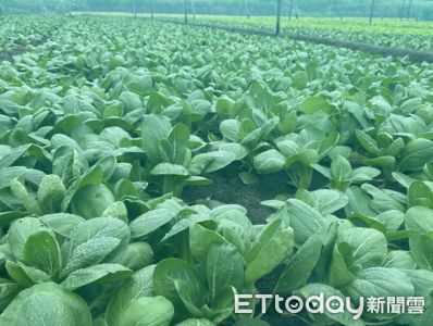 丹娜絲逼近市場買氣升溫　西螺果菜價僅小幅波動