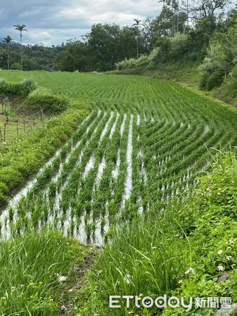 ▲▼為保護淺山和平原的農田與濕地生態系，花蓮縣政府配合中央推動重要棲地生態服務給付計畫。（圖／花蓮縣政府提供，下同）