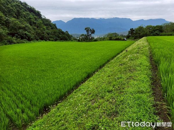▲▼為保護淺山和平原的農田與濕地生態系，花蓮縣政府配合中央推動重要棲地生態服務給付計畫。（圖／花蓮縣政府提供，下同）
