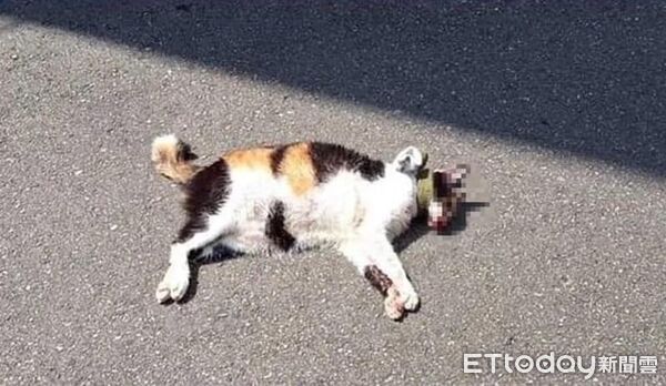 ▲▼ 三花貓「樂樂」遭飼主長期施虐，最終慘死街頭            。（圖／新竹縣議員朱健銘提供）