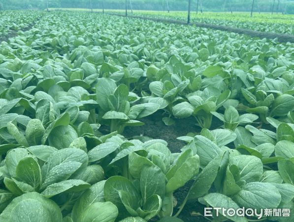 ▲雲林田區蔬菜品質良好，市場買氣升溫，農民緊盯天候變化調整作業節奏。（圖／記者游瓊華翻攝）