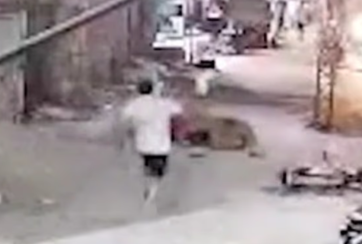 ▲▼寵物獅子越獄「攻擊3母子」！驚恐畫面曝。（圖／翻攝自X）